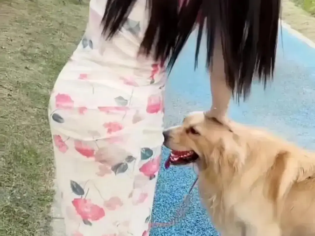 《抖音香香公主与爱犬金毛》高能日常互动个人珍藏完整版-抖音香香公主与爱犬金毛在线高清免费观看-无广告网盘资源免费秒播